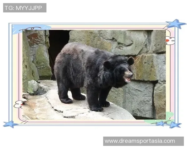 重庆街舞队的整体压制现象探析与深度解读